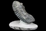 Drotops Trilobite With White Patina - Great Eyes! #146602-1